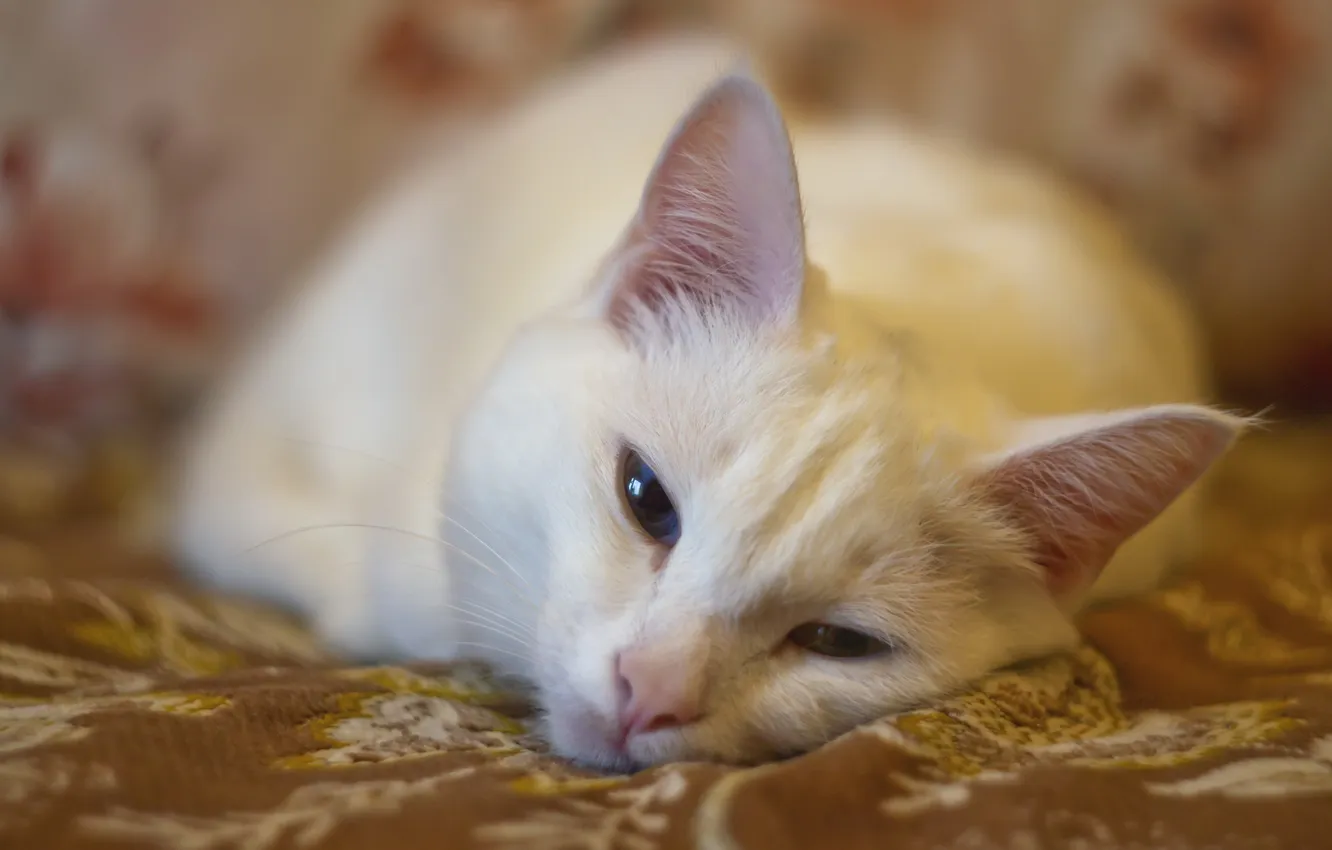 Photo wallpaper cat, eyes, each