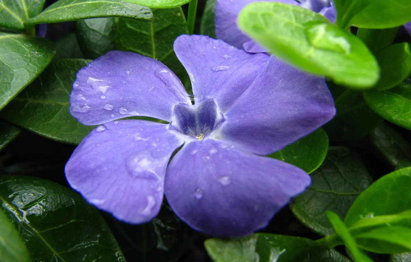 Photo wallpaper drops, Rosa, Macro blues, twisted