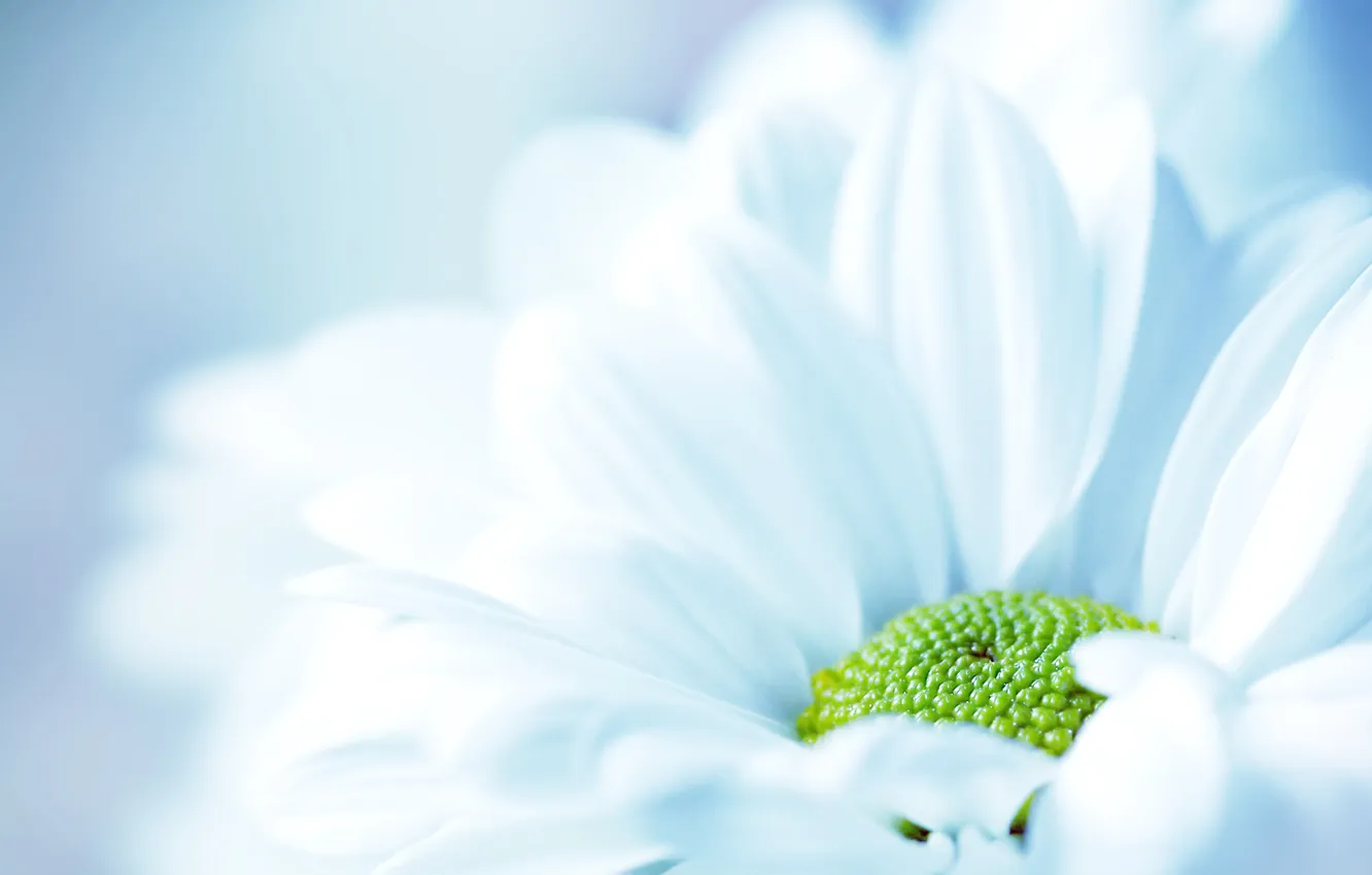 Photo wallpaper macro, green, chamomile