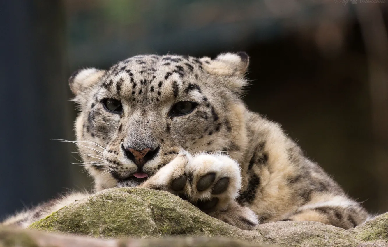 Photo wallpaper cat, face, paw, IRBIS, snow leopard