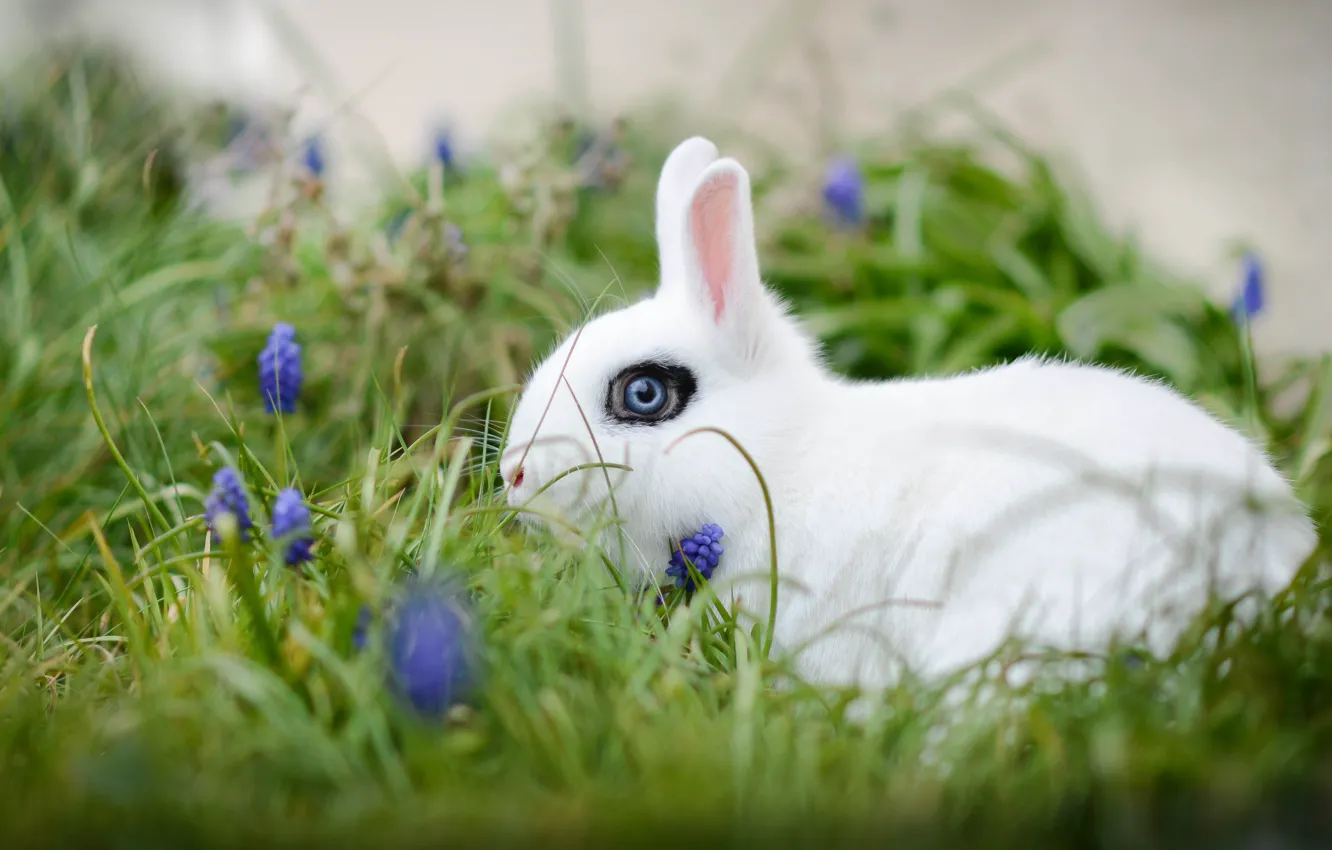 Photo wallpaper white, grass, flowers, rabbit, bokeh, white rabbit