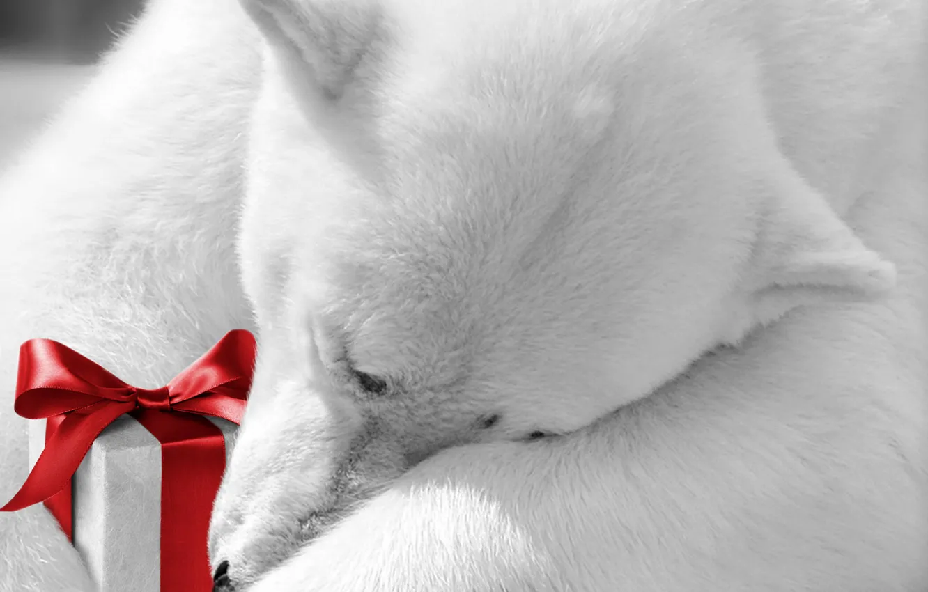 Photo wallpaper animal, holiday, gift, polar bear, bow