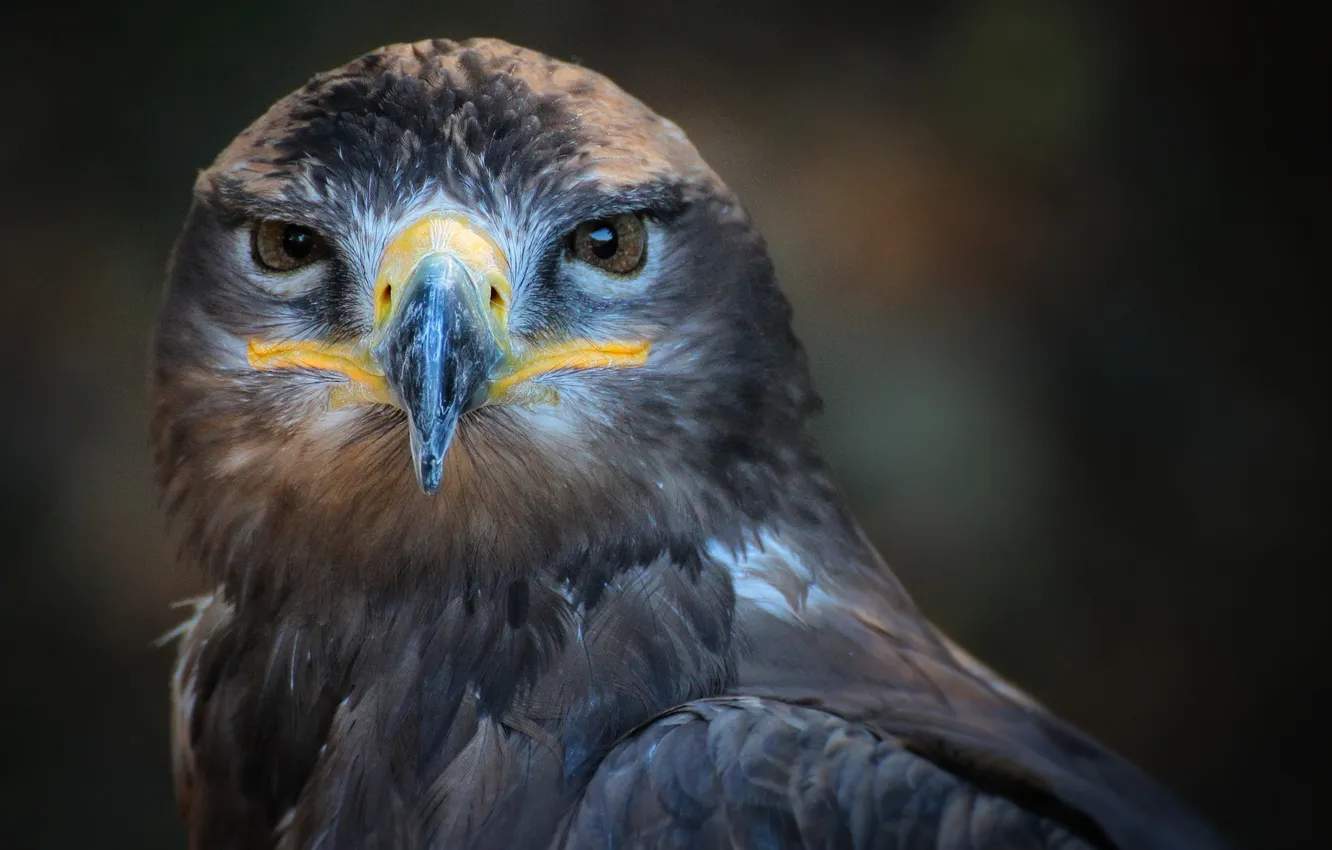 Photo wallpaper bird, animal, look