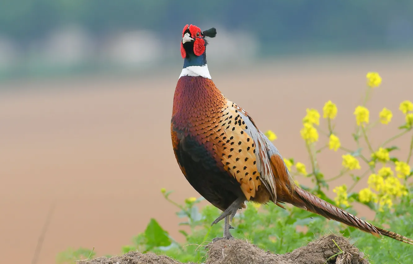 Photo wallpaper flowers, nature, background, bird, pheasant