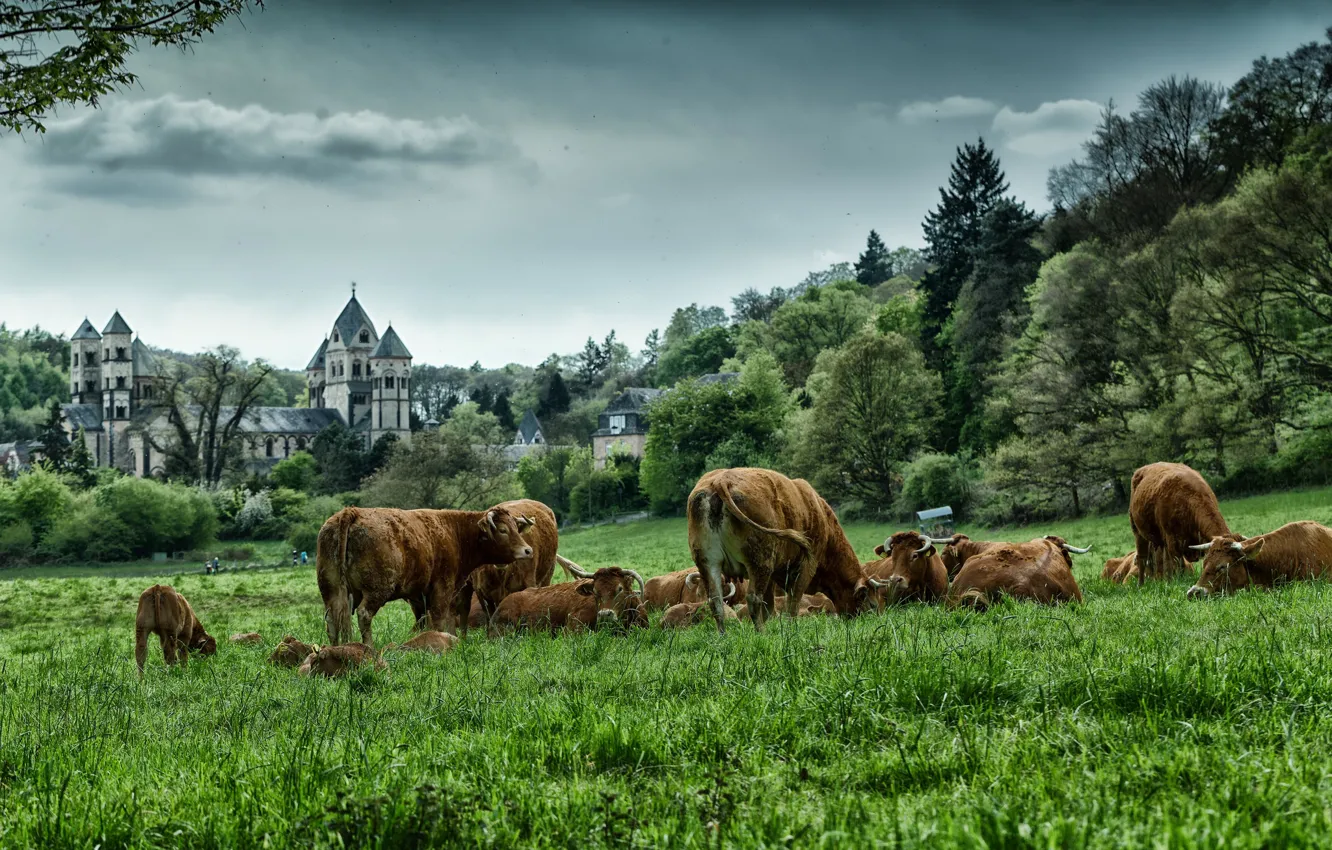 Photo wallpaper greens, field, forest, summer, the sky, grass, clouds, trees