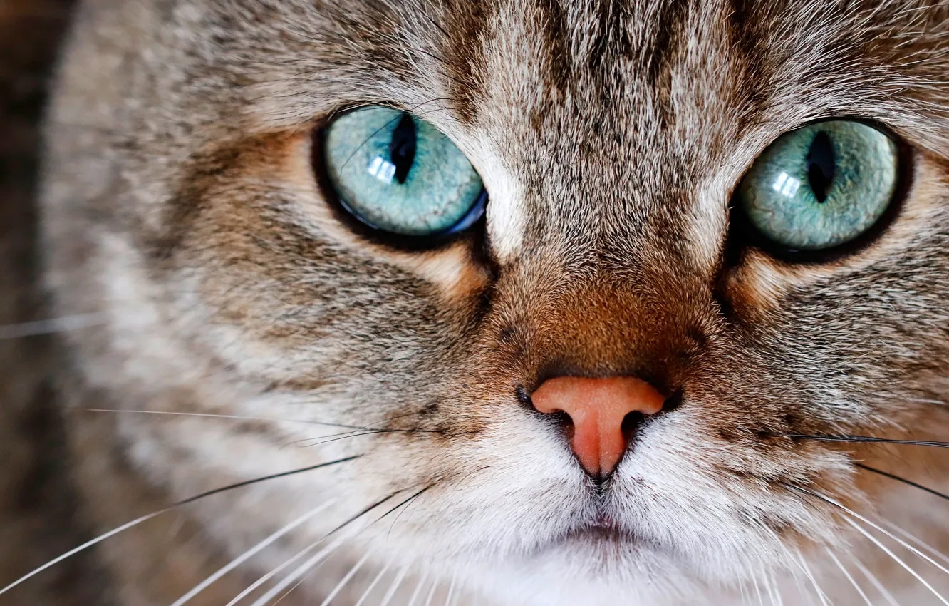 Photo wallpaper cat, eyes, cat, look, face, close-up, grey, portrait