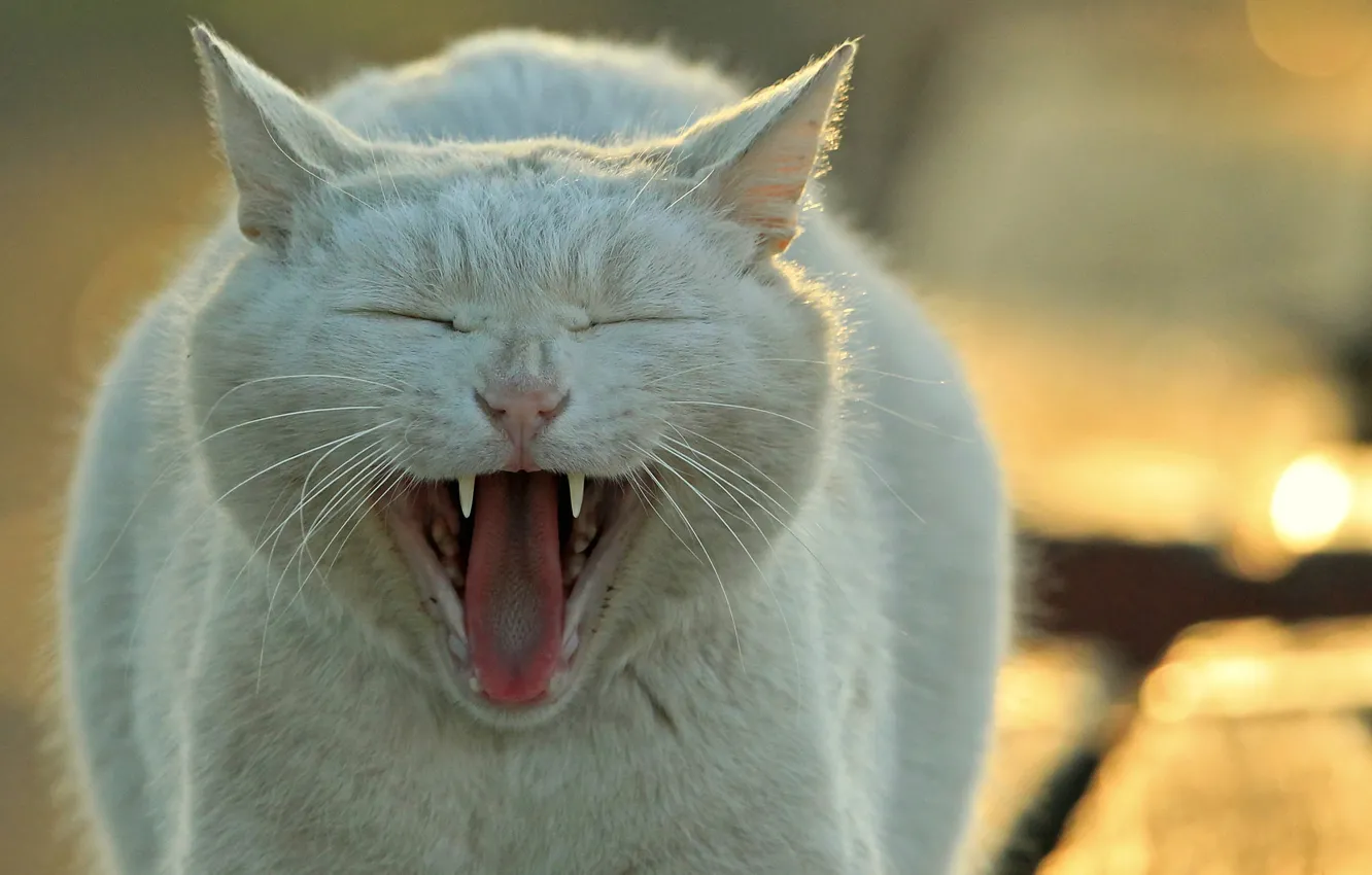 Photo wallpaper cat, Koshak, yawns, Tomcat