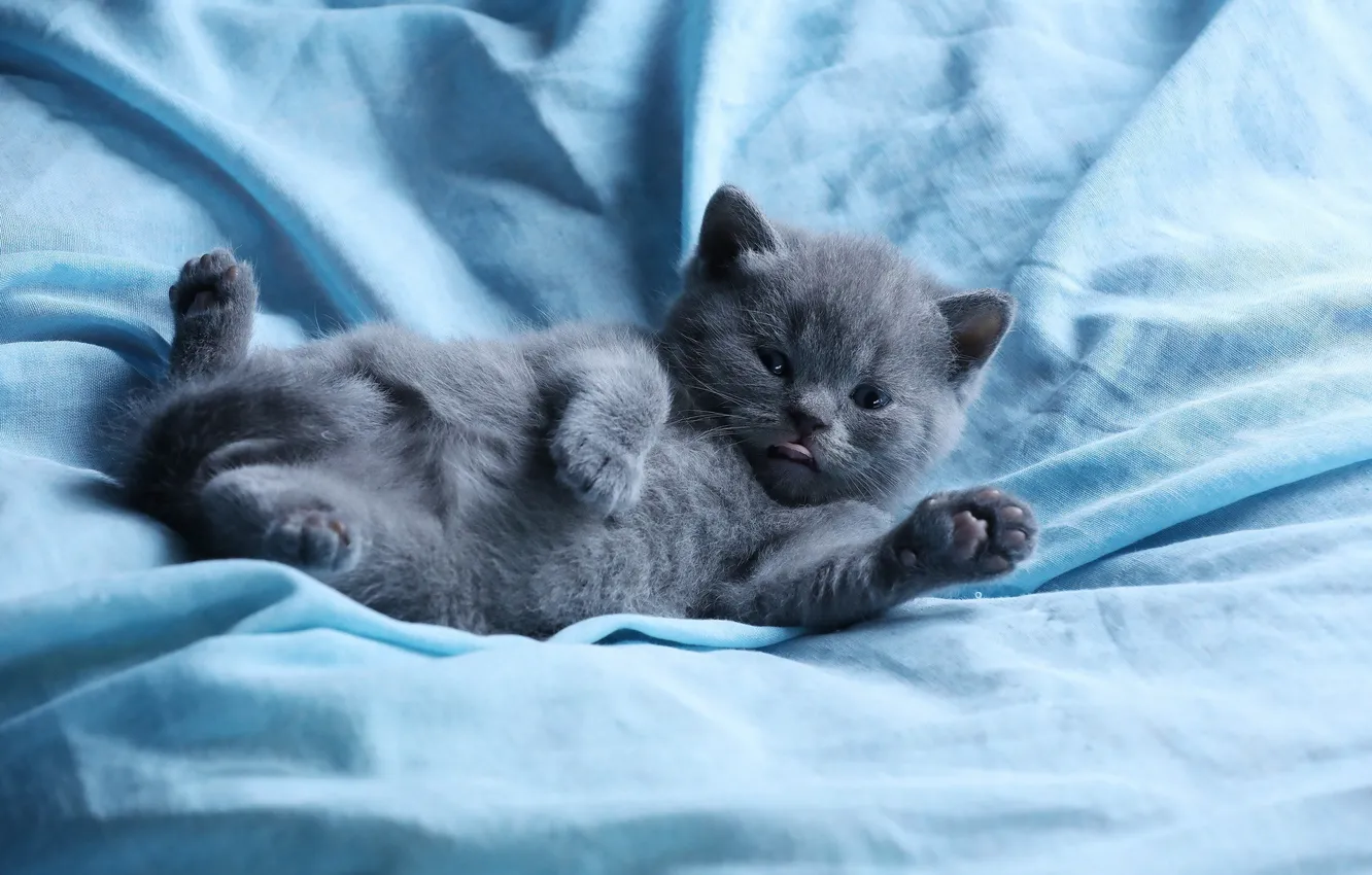 Photo wallpaper language, cat, kitty, bed, fabric, lies, blue background, British