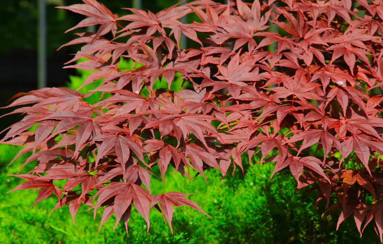 Photo wallpaper red, leafs, twigs