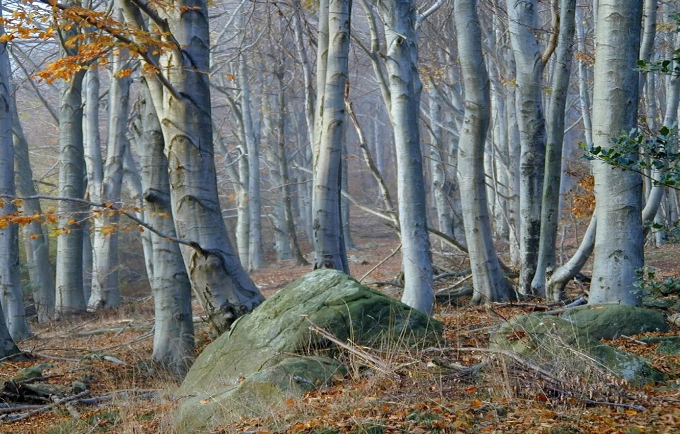 Photo wallpaper forest, grass, trees, stones