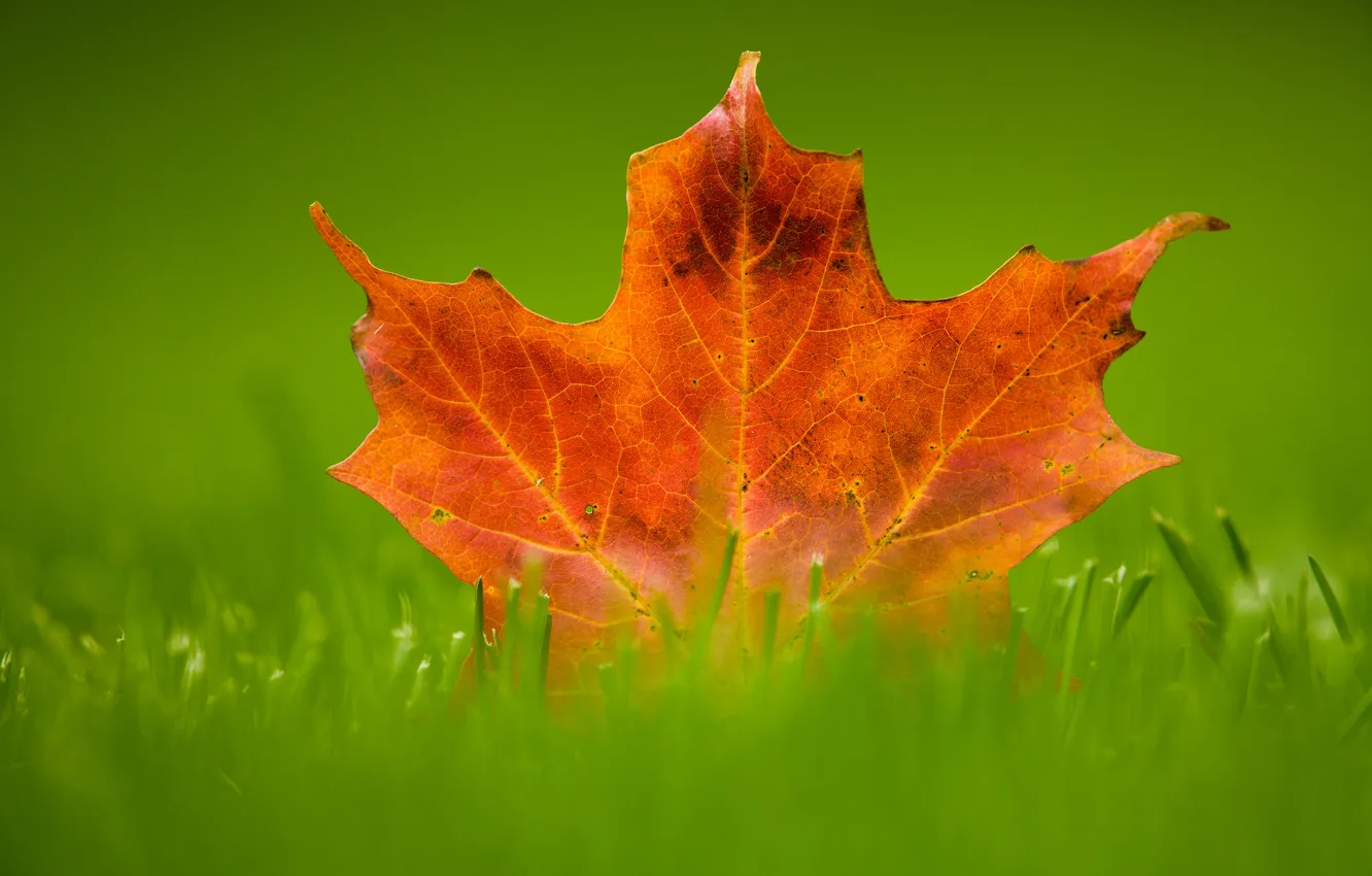 Photo wallpaper autumn, grass, leaves, macro