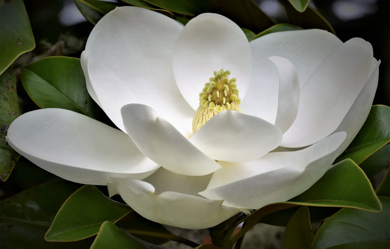 Photo wallpaper macro, white, Magnolia