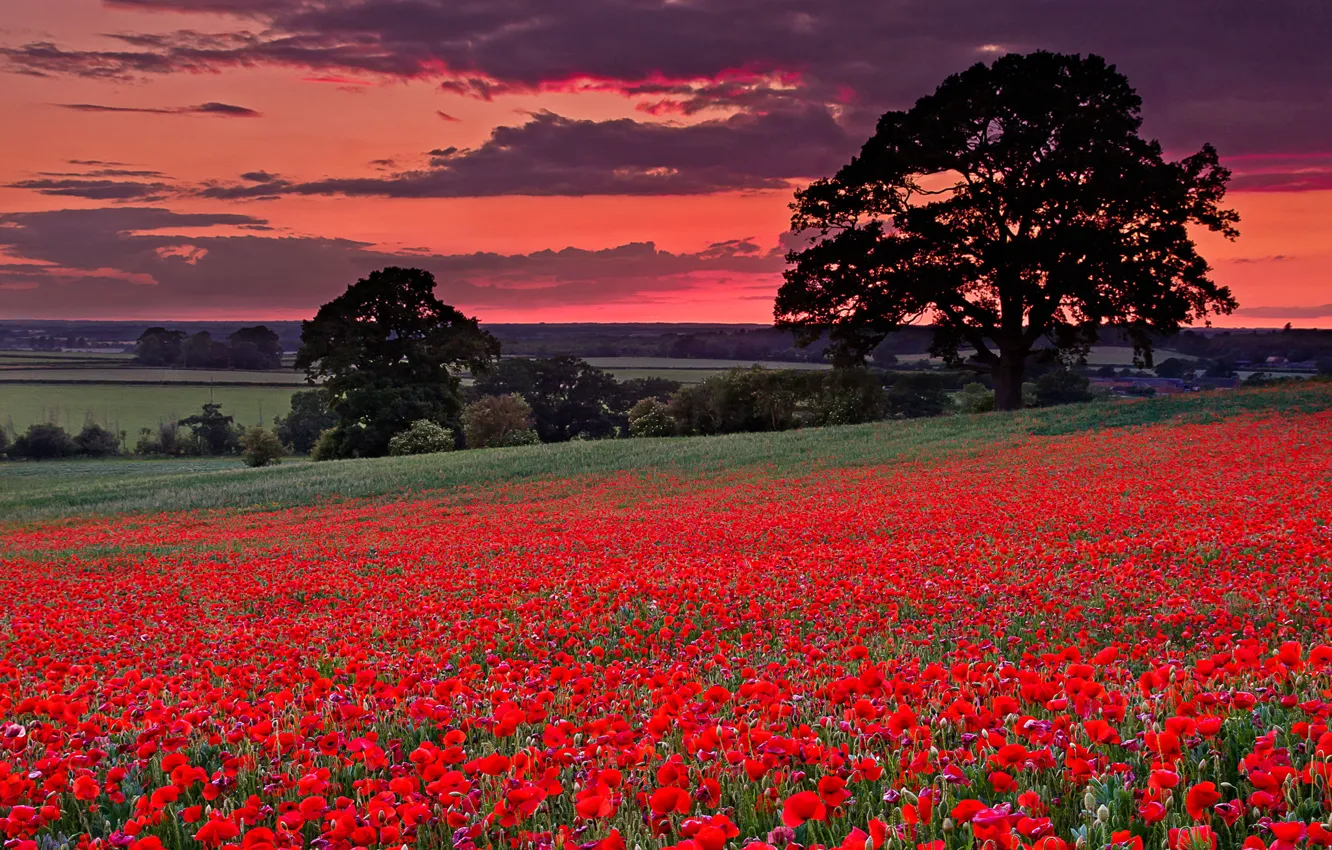 Photo wallpaper field, the sky, grass, trees, flowers, clouds, hills, Maki