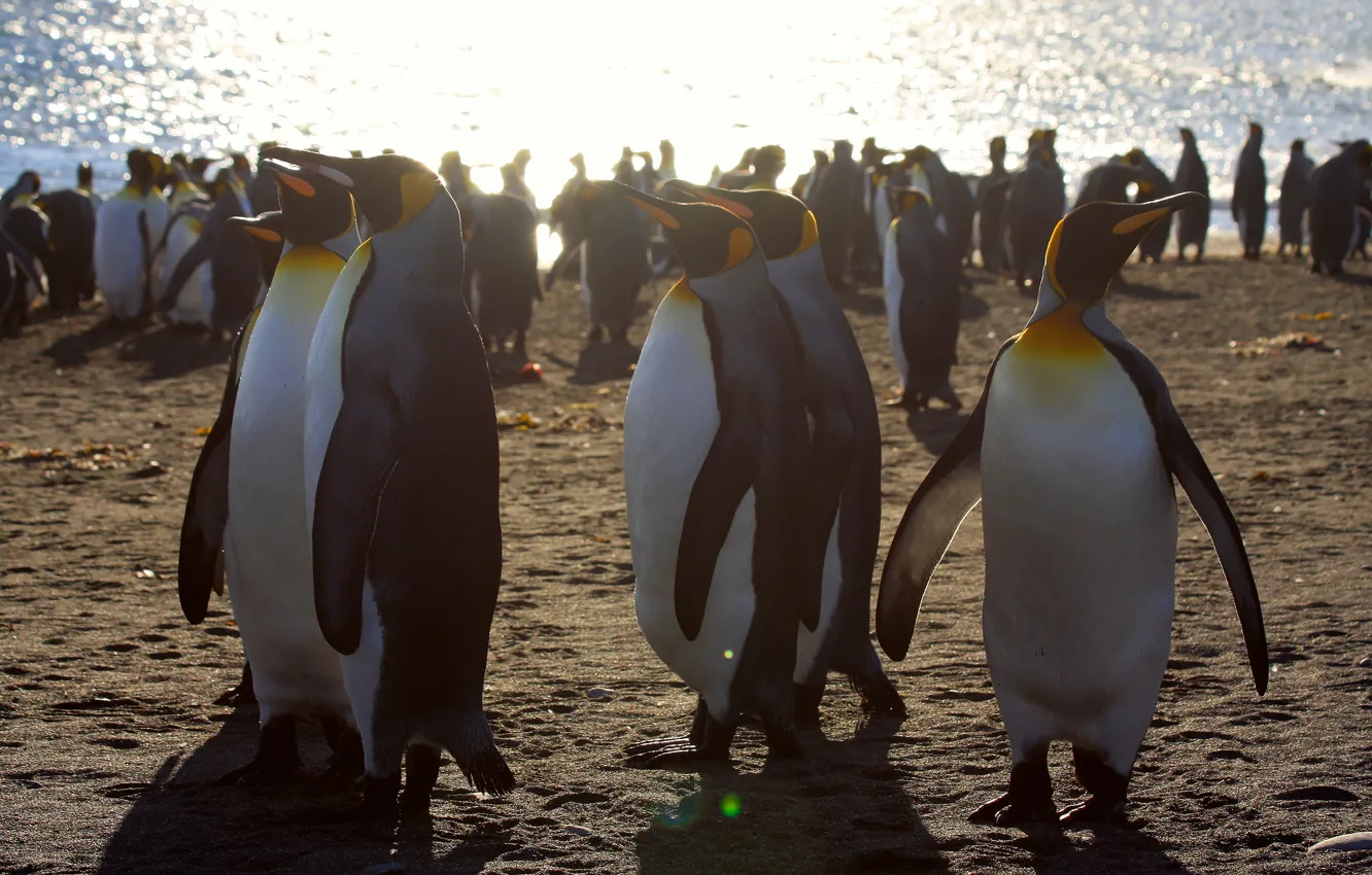 Photo wallpaper light, bird, shore, pack, penguins, a lot, party