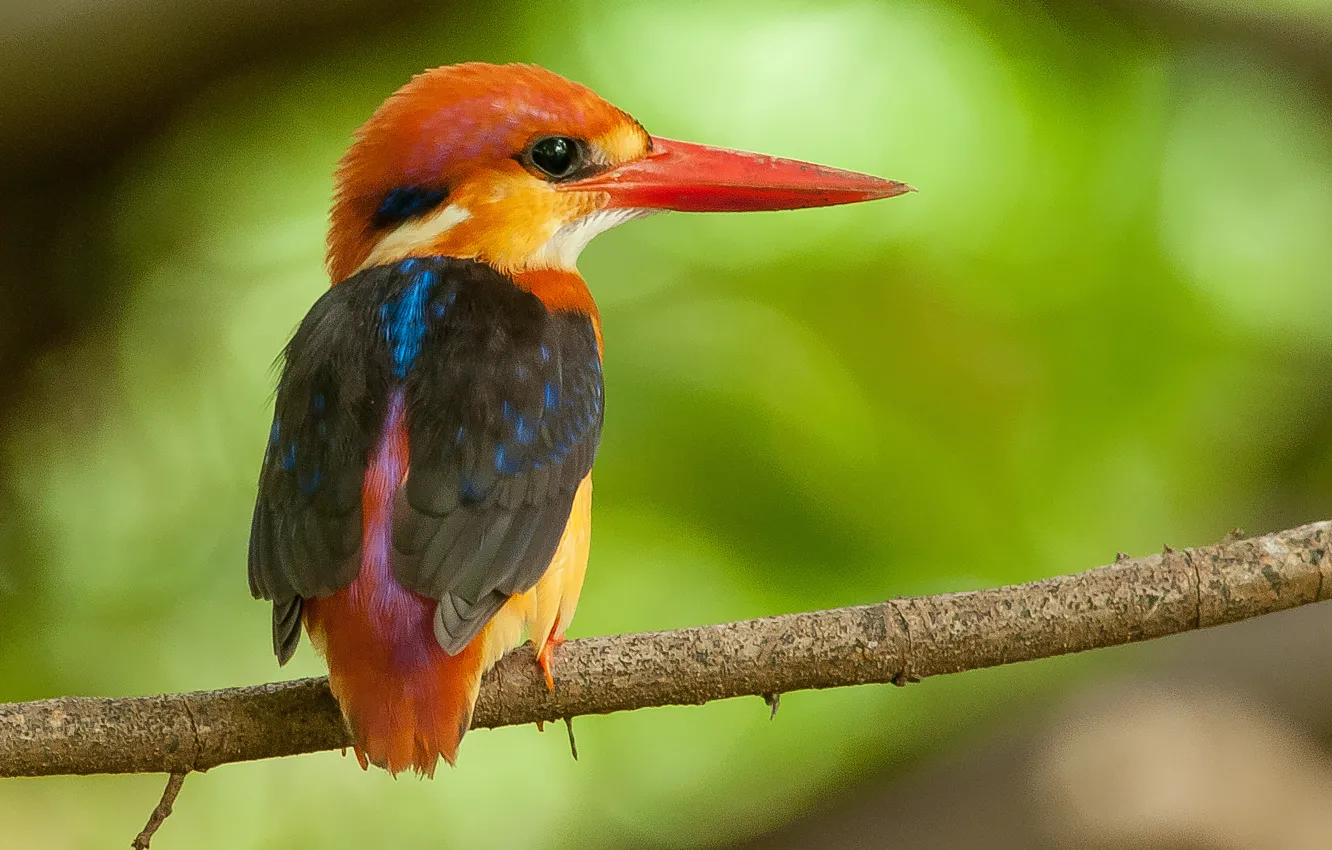 Photo wallpaper branches, bird, feathers, beak, Kingfisher