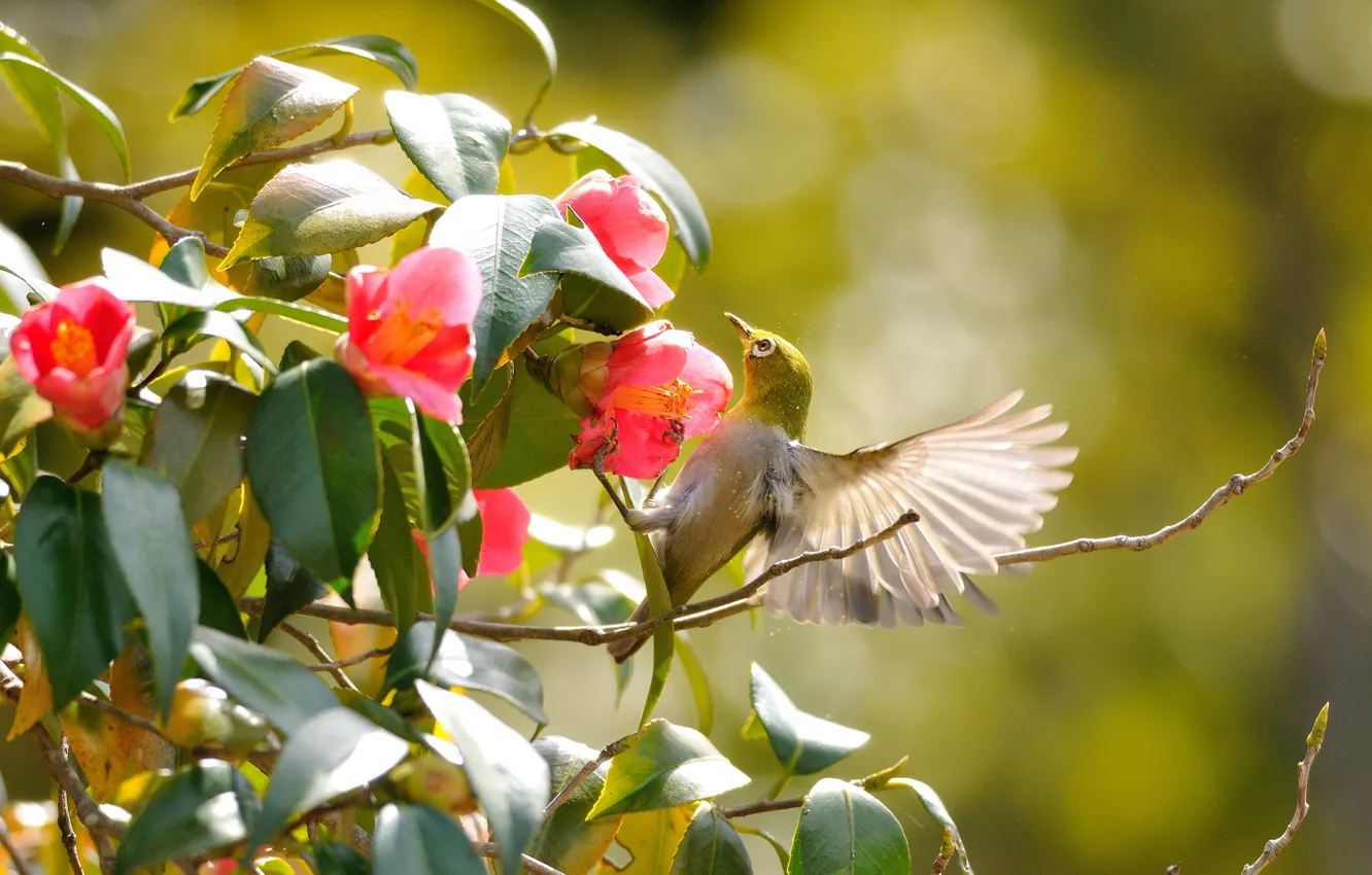 Photo wallpaper greens, leaves, flowers, branches, bird, wings, flight