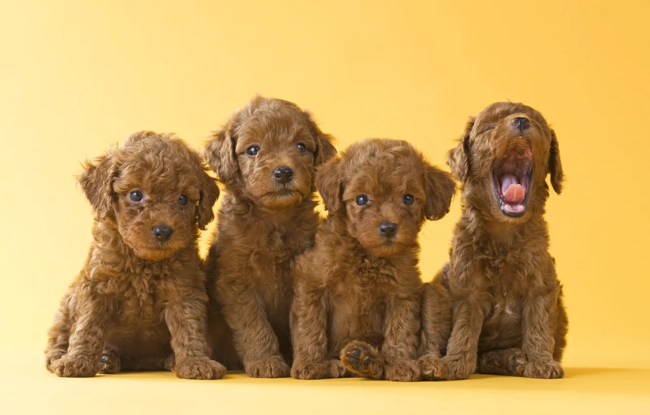 Photo wallpaper dogs, yellow, background, puppies