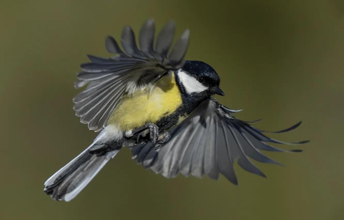 Photo wallpaper flight, wings, tit