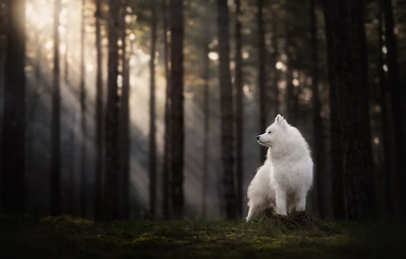 Photo wallpaper white, look, nature, pose, dog, face, Samoyed