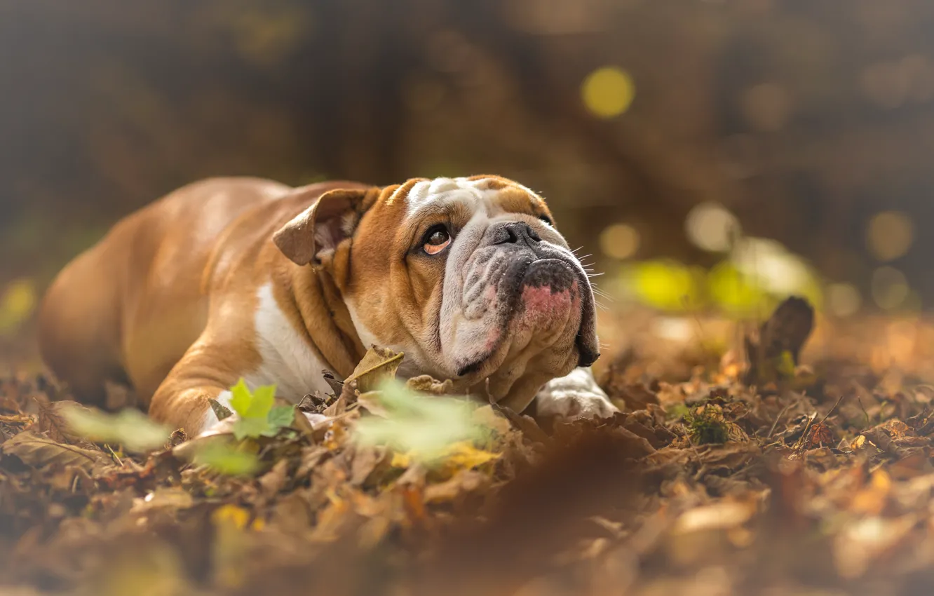 Photo wallpaper autumn, dogs, English bulldog