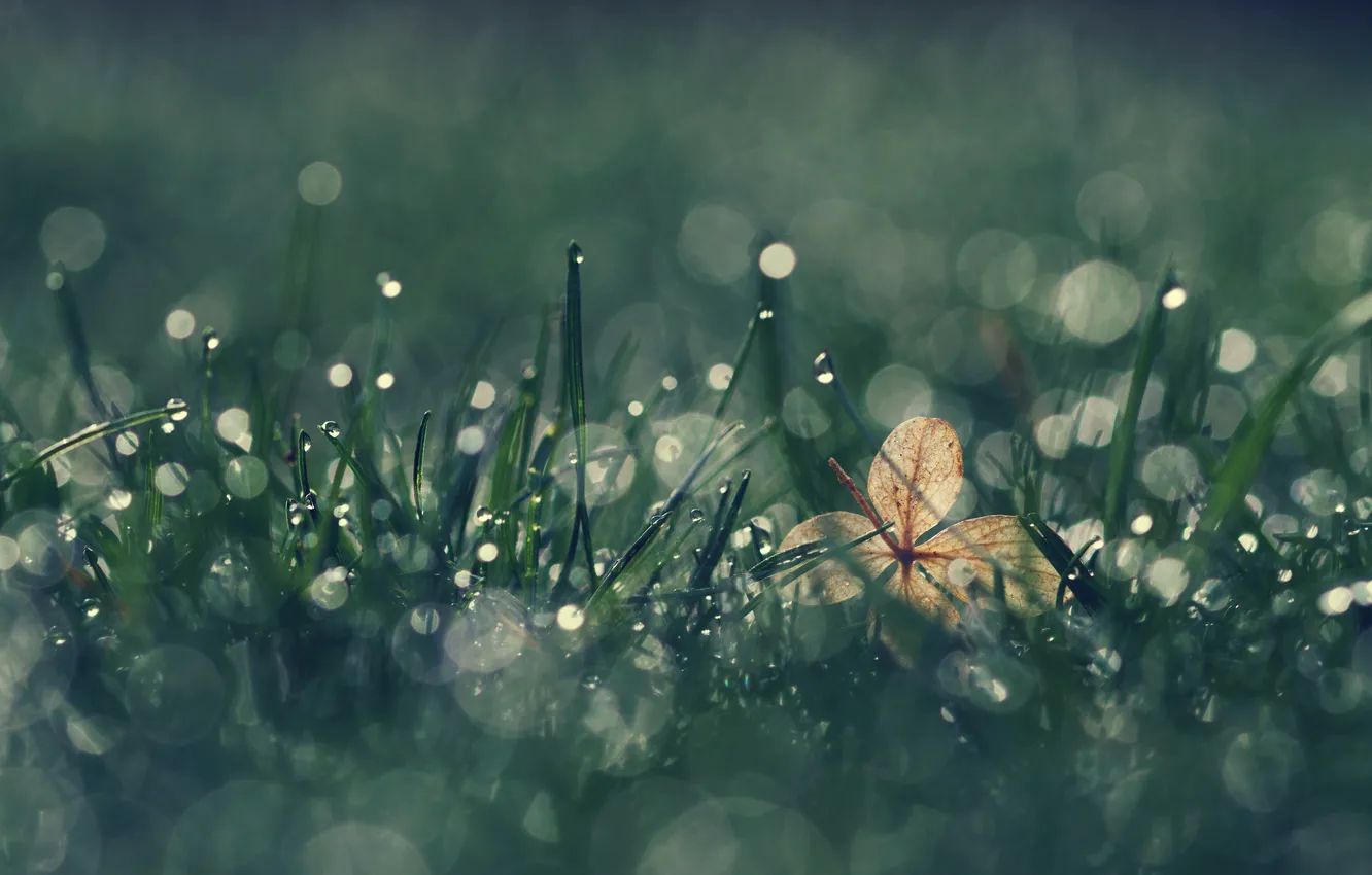 Photo wallpaper grass, drops, nature, Rosa