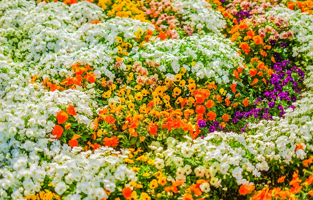 Photo wallpaper flowers, spring, garden, Pansy, flowerbed, different, a lot, viola