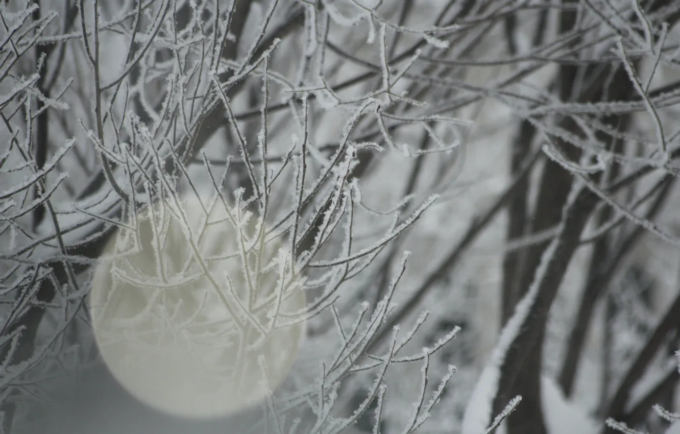 Photo wallpaper winter, frost, snow, branch, Blik, IVA