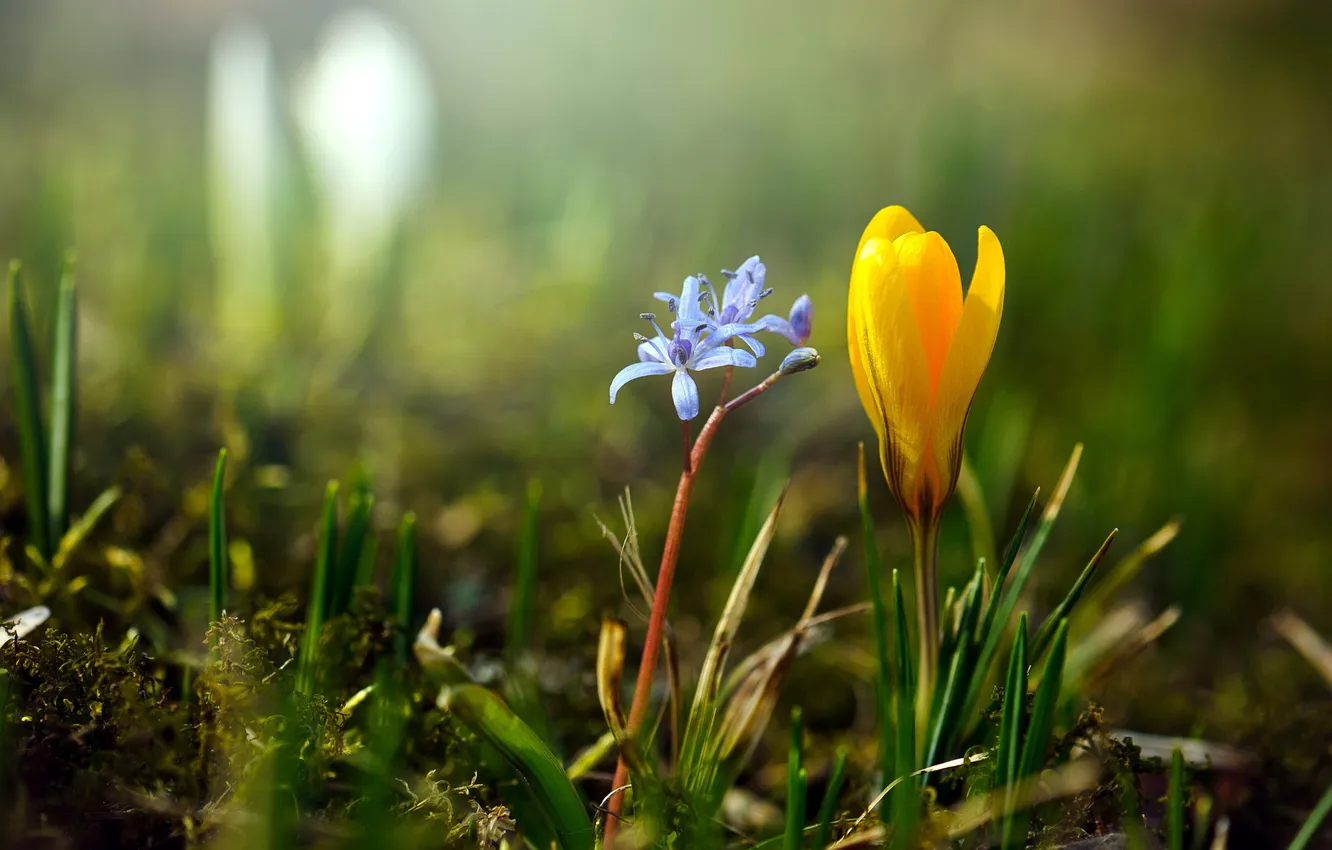 Photo wallpaper flowers, nature, spring