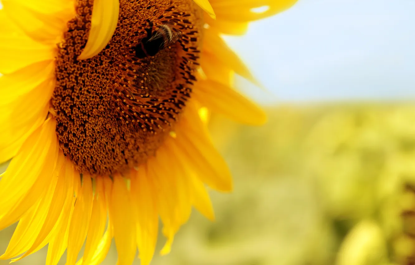 Photo wallpaper sunflowers, yellow, bee