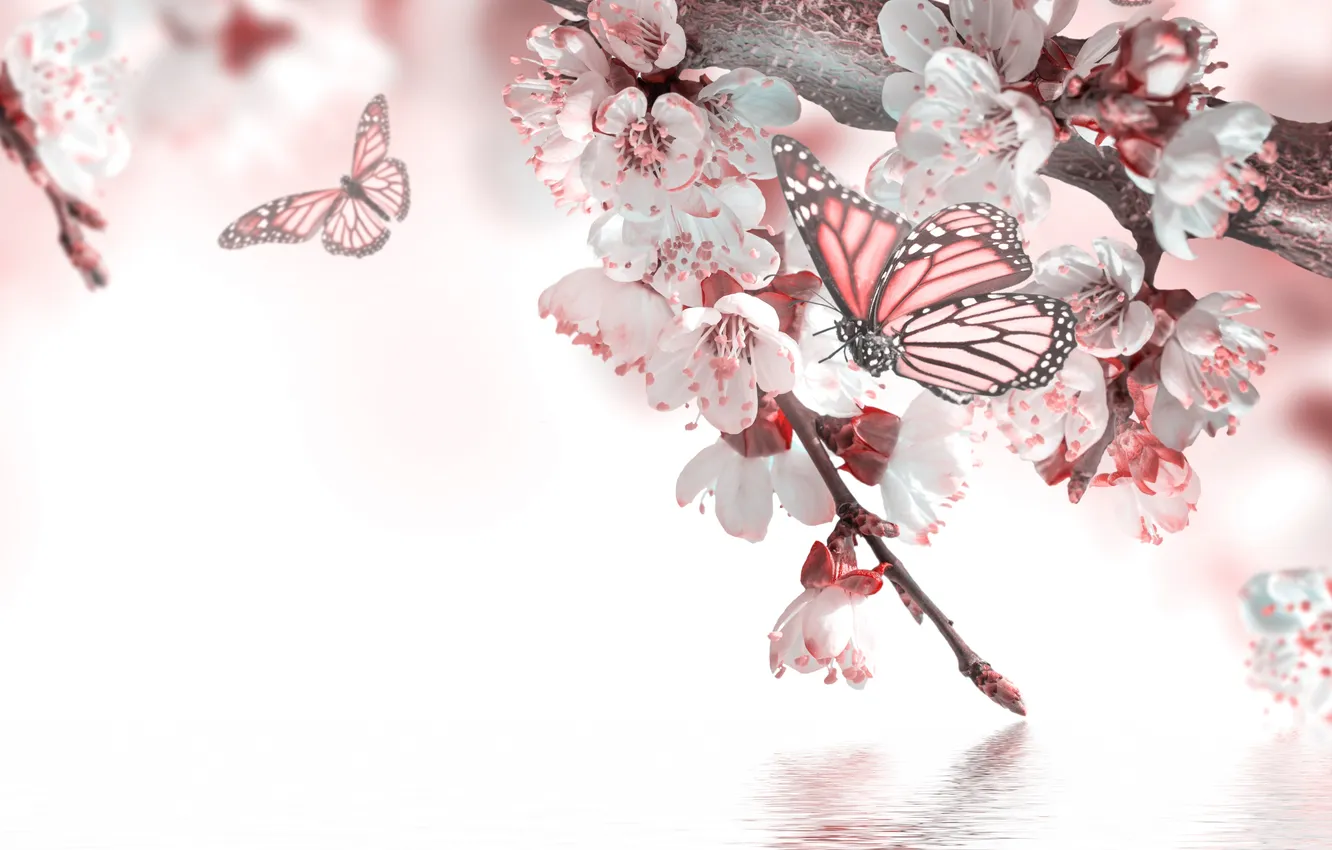 Photo wallpaper water, butterfly, spring, flowers, flowering, twigs