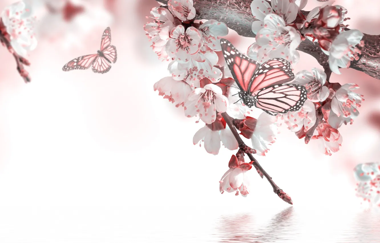 Photo wallpaper water, sprig, butterfly, spring, flowers, flowering