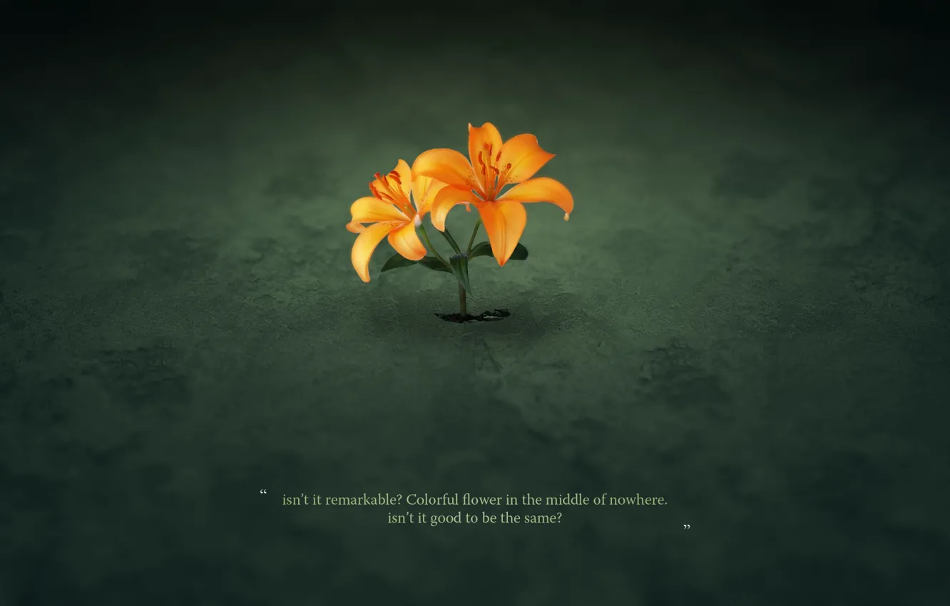 Photo wallpaper asphalt, flowers, text