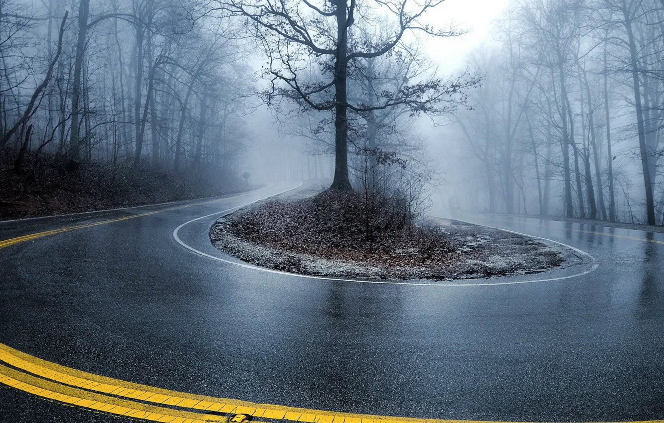 Photo wallpaper road, forest, asphalt, surface, trees, branches, fog, strip