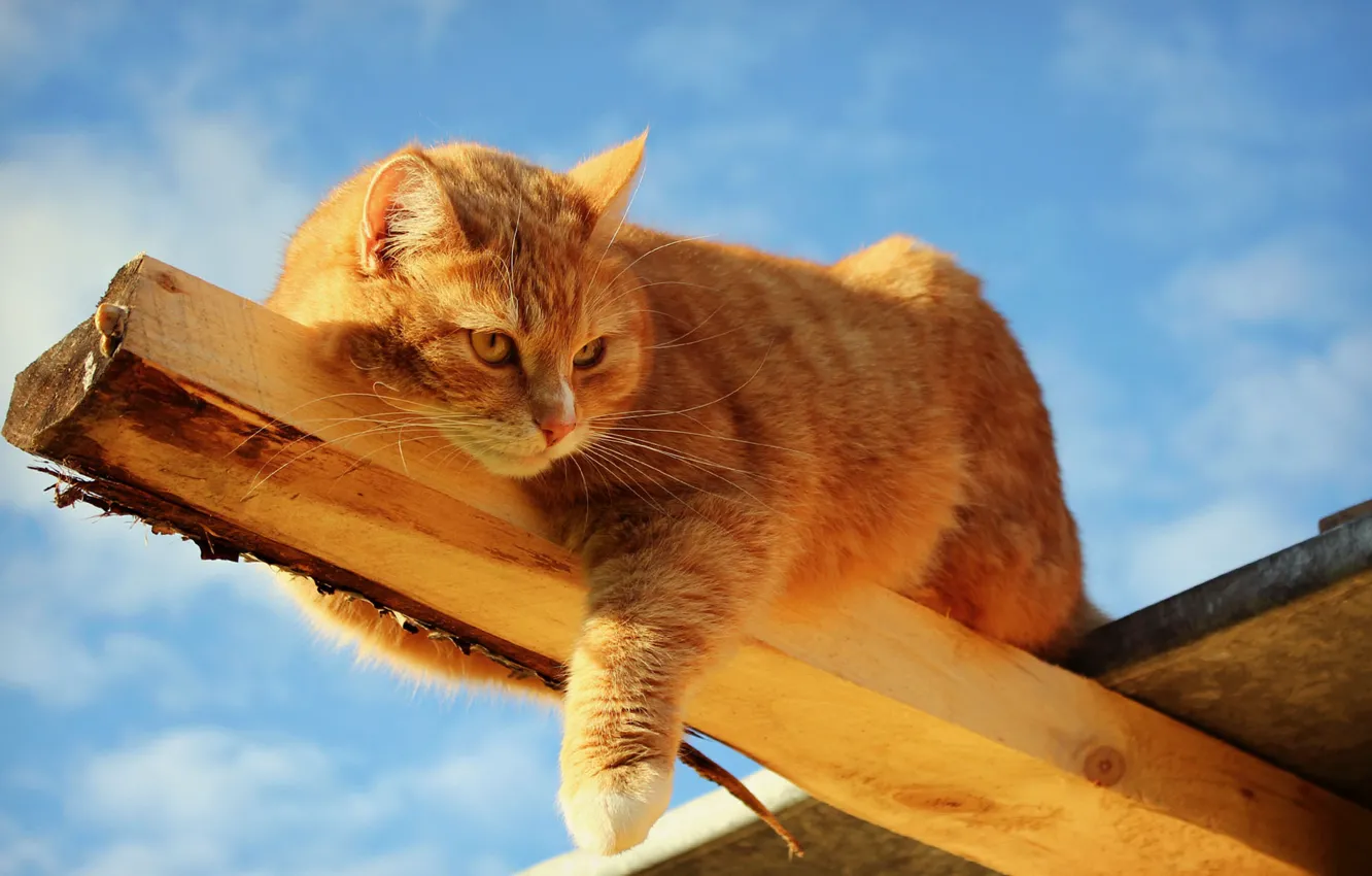 Photo wallpaper cat, the sky, cat, the sun, red, Board, lying, timber