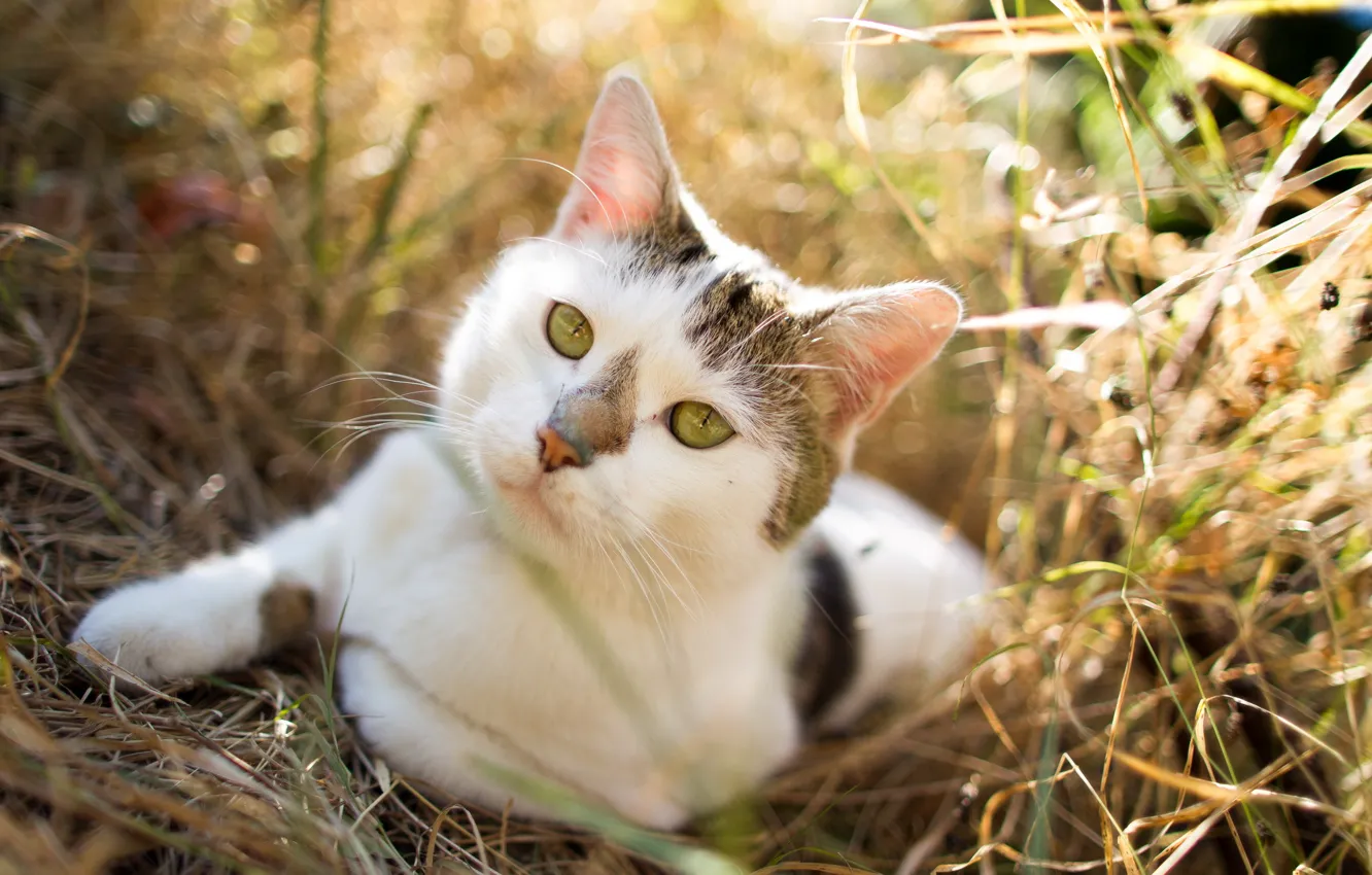 Photo wallpaper cat, look, nature