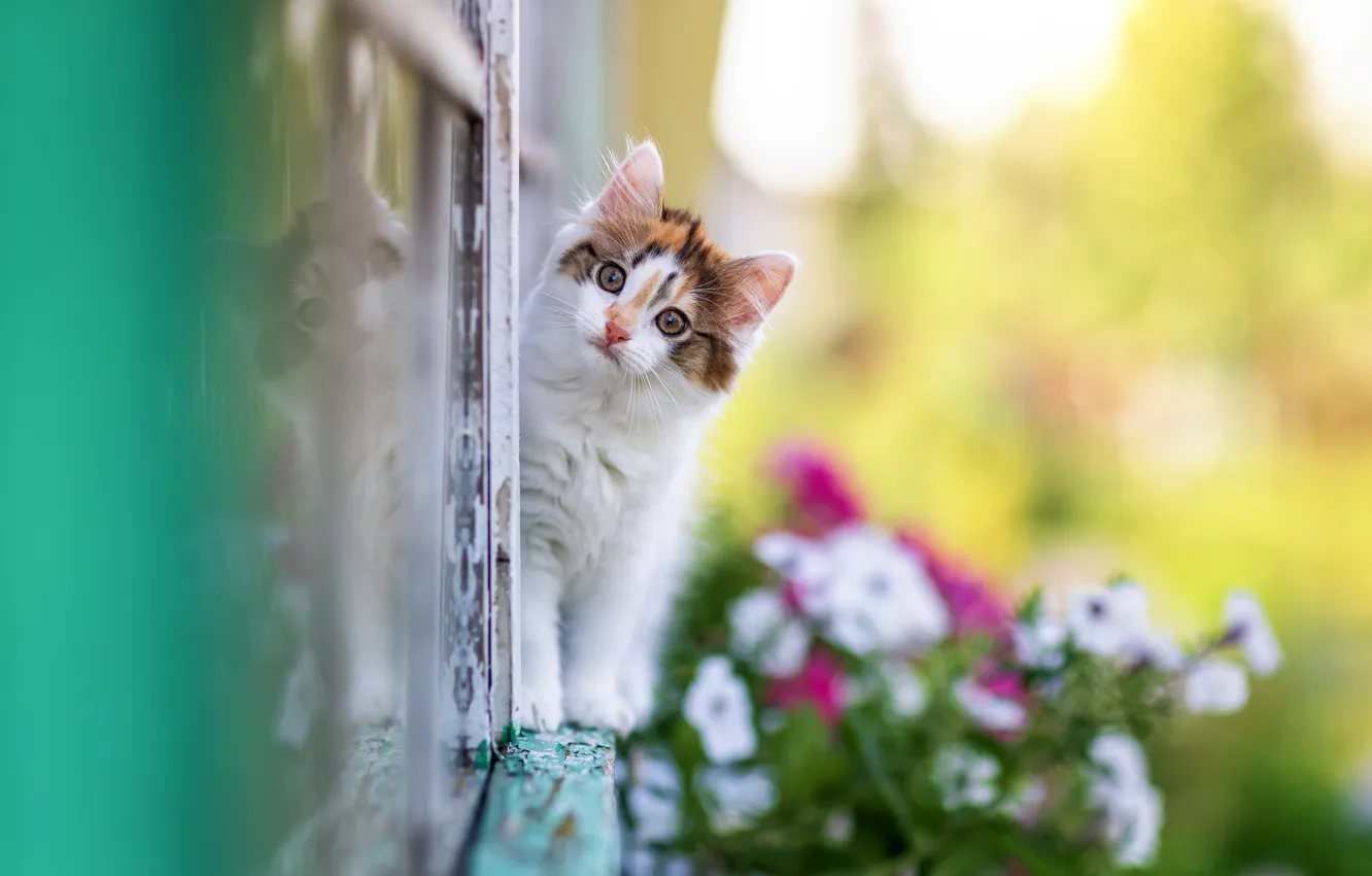 Photo wallpaper look, flowers, reflection, window, kitty