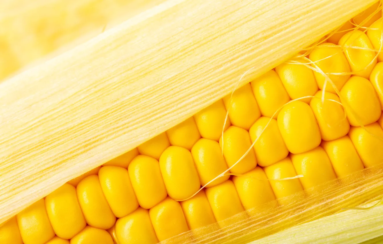 Photo wallpaper macro, yellow, grain, corn, the cob
