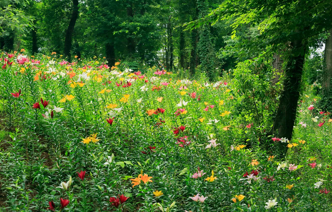 Photo wallpaper forest, grass, trees, flowers, glade, meadow