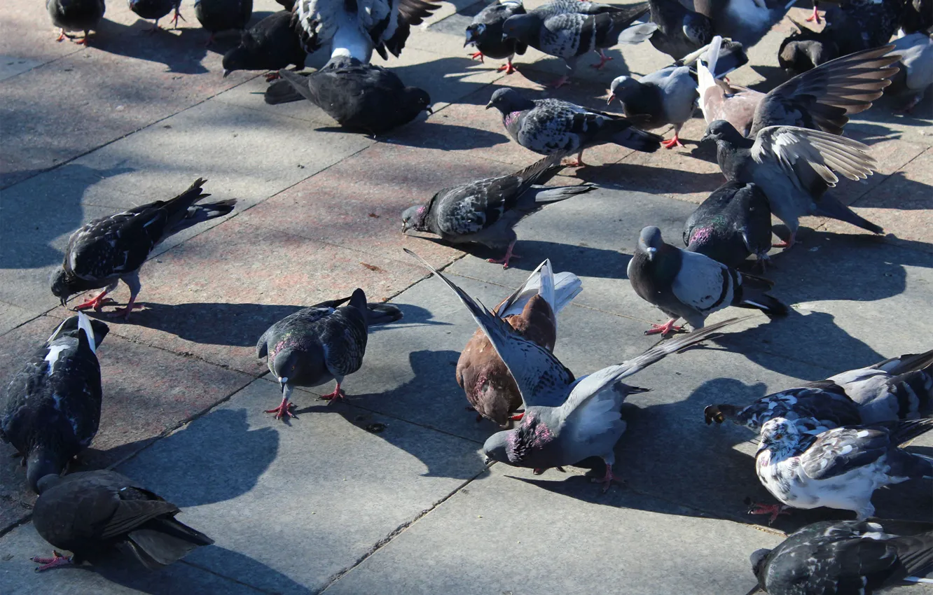 Photo wallpaper summer, area, pigeons, they bite
