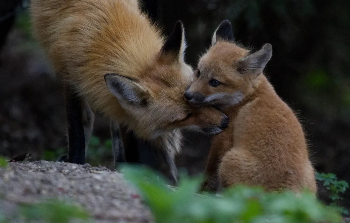 Photo wallpaper Fox, weasel, cub, motherhood, Fox