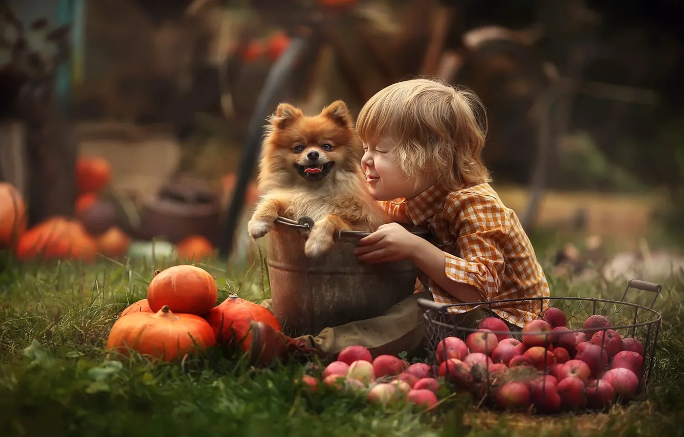 Photo wallpaper mood, apples, dog, boy, bucket, pumpkin, doggie, Lyubov Pyatovskaya