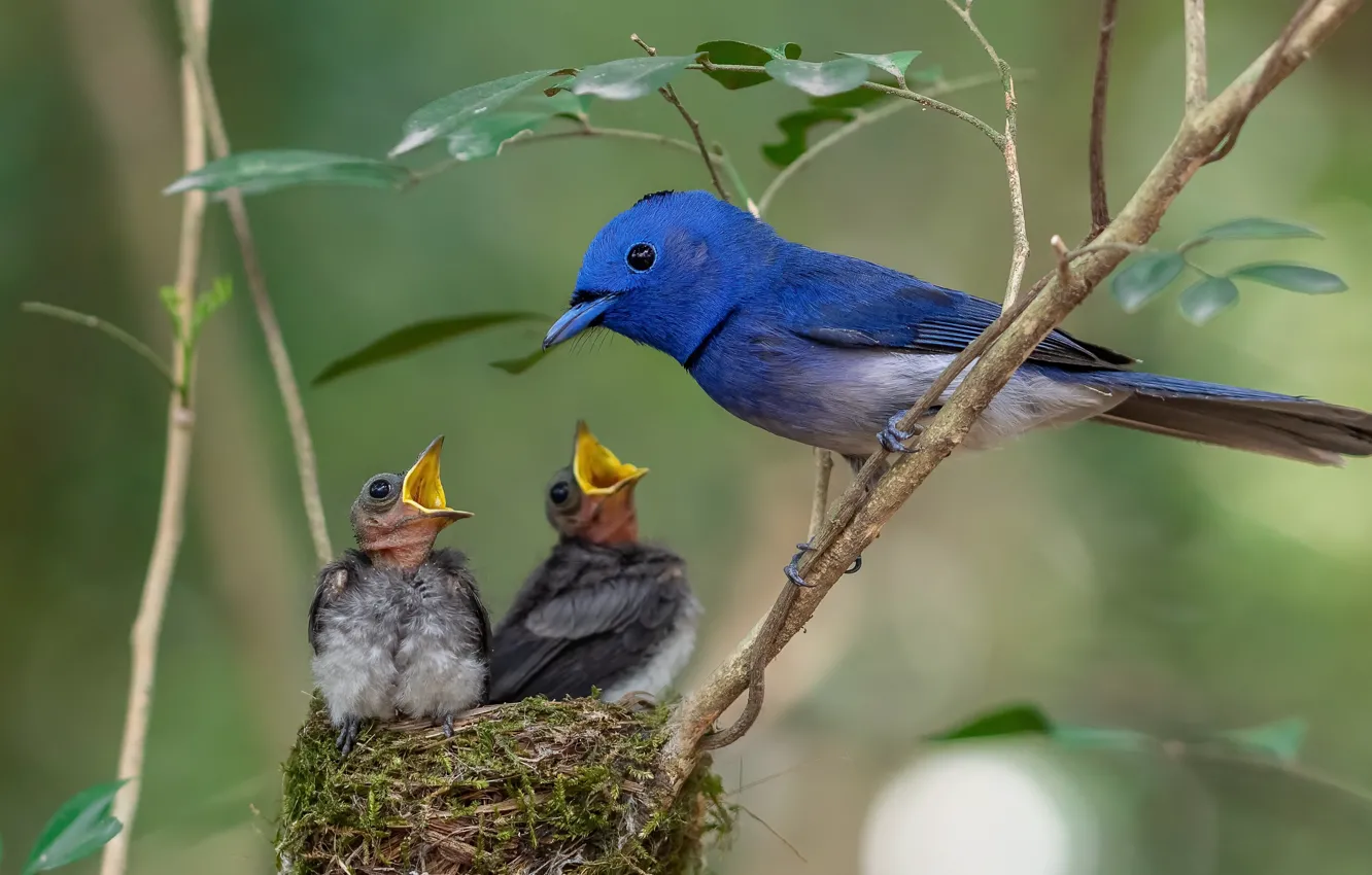 Photo wallpaper nature, bird, socket