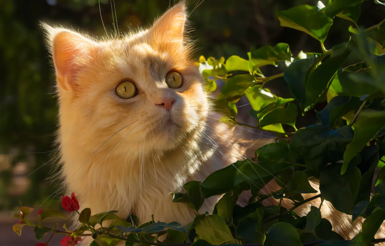 Photo wallpaper cat, look, leaves, portrait, muzzle, red cat