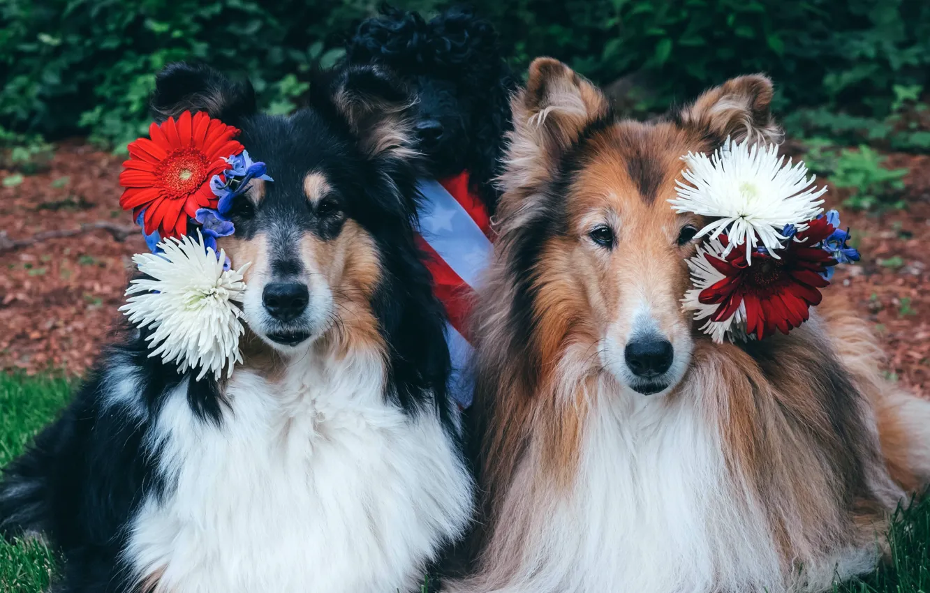 Photo wallpaper look, nature, pose, each, dog, face, a couple, Duo