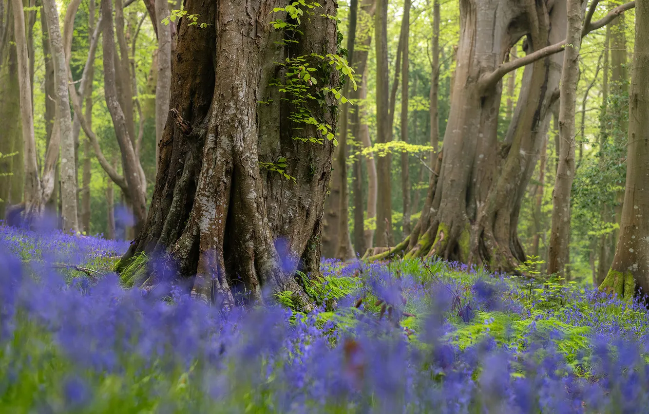 Photo wallpaper forest, trees, flowers, branches, nature, glade, spring, trunk