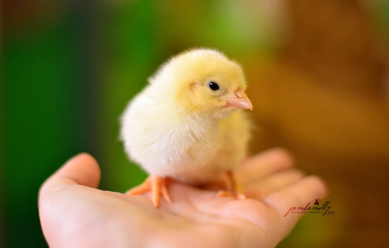 Photo wallpaper macro, yellow, chickens, hands, Chicks