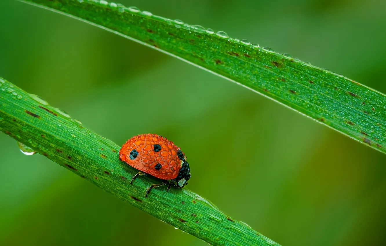 Photo wallpaper grass, Rosa, ladybug, morning, water drops