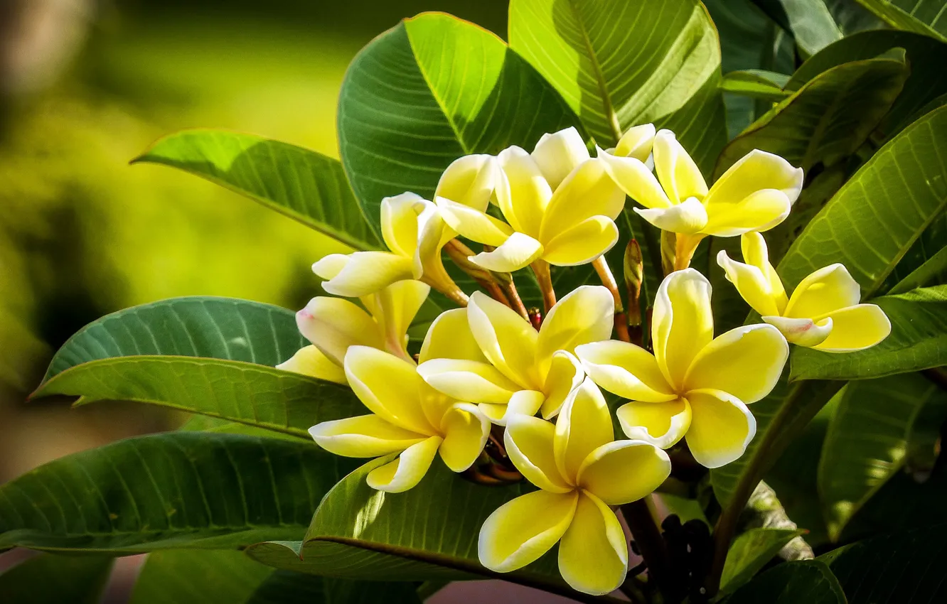 Photo wallpaper branches, plumeria, gelti