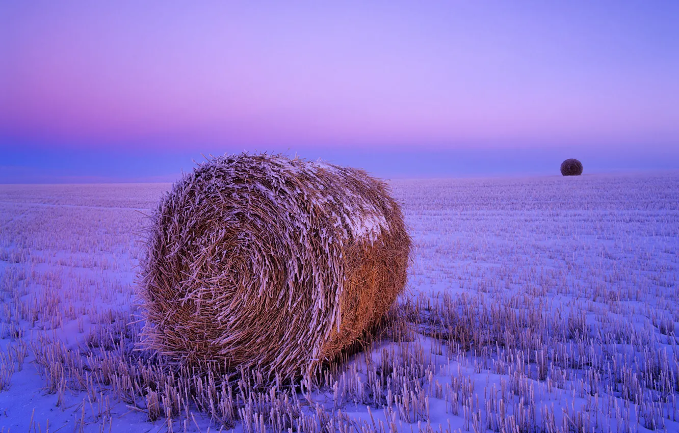 Photo wallpaper frost, wheat, field, autumn, the sky, snow, dawn, harvest