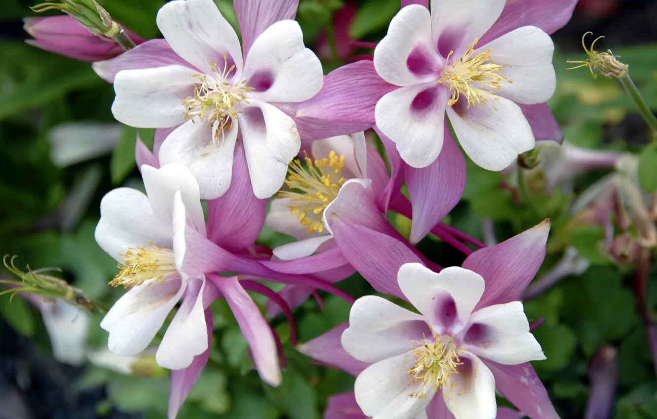Photo wallpaper flowers, pink, Aquilegia, the catchment